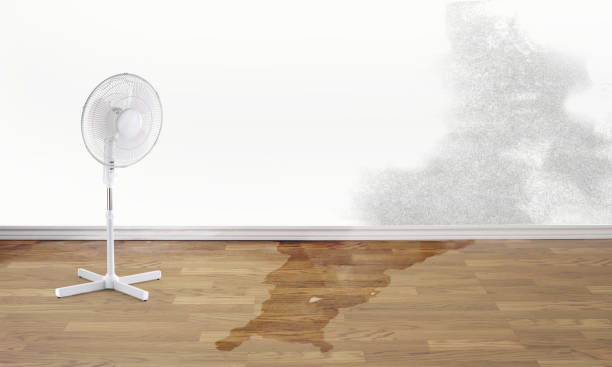 Best Ceiling water damage repair  in Florissant, MO